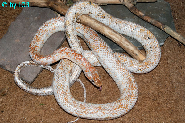 Orthriophis taeniurus