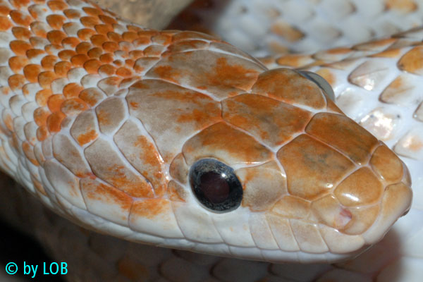 Orthriophis taeniurus