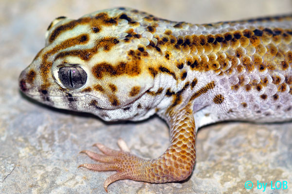 Teratoscincus scincus