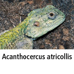 Acanthocercus atricollis