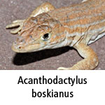 Acanthodactylus boskianus