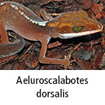 Aeluroscalabotes dorsalis