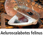 Aeluroscalabotes felinus