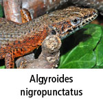 Algyroides nigropunctatus