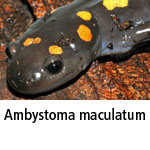 Ambystoma maculatum