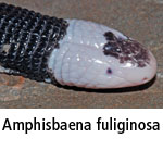 Amphisbaena fuliginosa