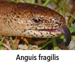 Anguis fragilis