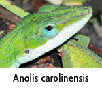 Anolis carolinensis