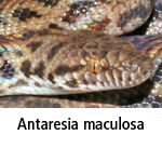 Antaresia maculosa