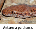 Antaresia perthensis