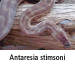 Antaresia stimsoni