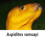 Aspidites ramsayi