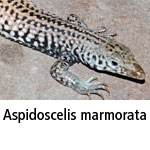 Aspidoscelis marmorata