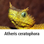 Atheris ceratophora