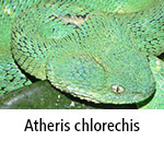 Atheris chlorechis