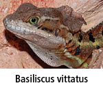 Basiliscus vittatus