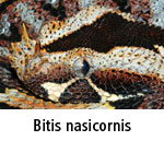 Bitis nasicornis