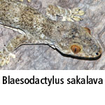 Blaesodactylus sakalava