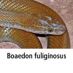 Boaedon fuliginosus