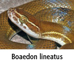 Boaedon lineatus