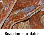 Boaedon maculatus