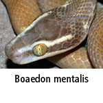 Boaedon mentalis