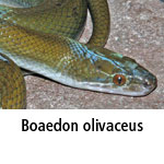 Boaedon olivaceus