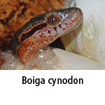 Boiga cynodon