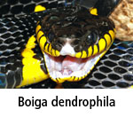 Boiga dendrophila