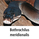 Bothrochilus meridionalis