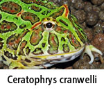 Ceratophrys cranwelli