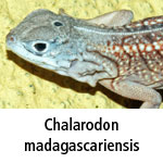 Chalarodon madagascariensis