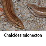Chalcides mionecton