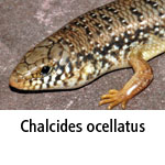 Chalcides ocellatus