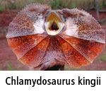 Chlamydosaurus kingii