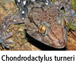 Chondrodactylus turneri