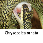 Chrysopelea ornata
