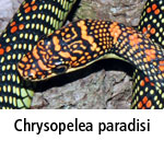 Chrysopelea paradisi