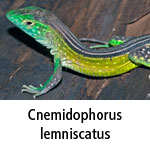Cnemidophorus lemniscatus