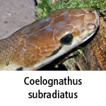 Coelognathus subradiatus