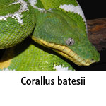 Corallus batesii