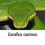 Corallus caninus