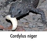 Cordylus niger