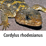 Cordylus rhodesianus