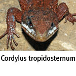 Cordylus tropidosternum