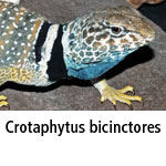 Crotaphytus bicinctores