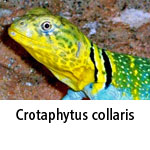 Crotaphytus collaris