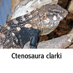 Ctenosaura clarki