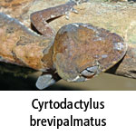 Cyrtodactylus brevipalmatus