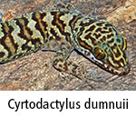 Cyrtodactylus dumnuii